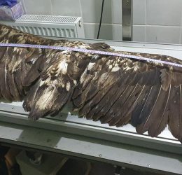 120610739_352306456116258_600087335873719443_o (1) 120610739_352306456116258_600087335873719443_o (1)