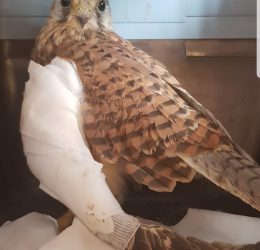 69243812_122494005764172_4825029409230553088_o 69243812_122494005764172_4825029409230553088_o