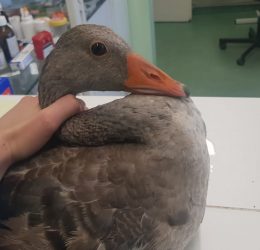 70557850_126844301995809_1296553289818570752_o 70557850_126844301995809_1296553289818570752_o