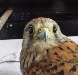 FB_IMG_1564301008010 FB_IMG_1564301008010