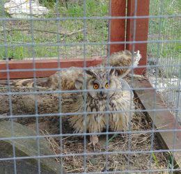 IMG-20170704-WA0002 IMG-20170704-WA0002