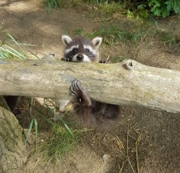 IMG-20170803-WA0017 IMG-20170803-WA0017