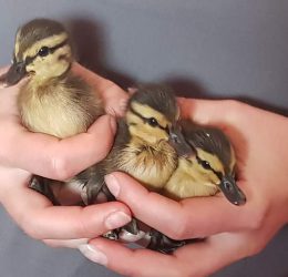 IMG-20190804-WA0018 IMG-20190804-WA0018